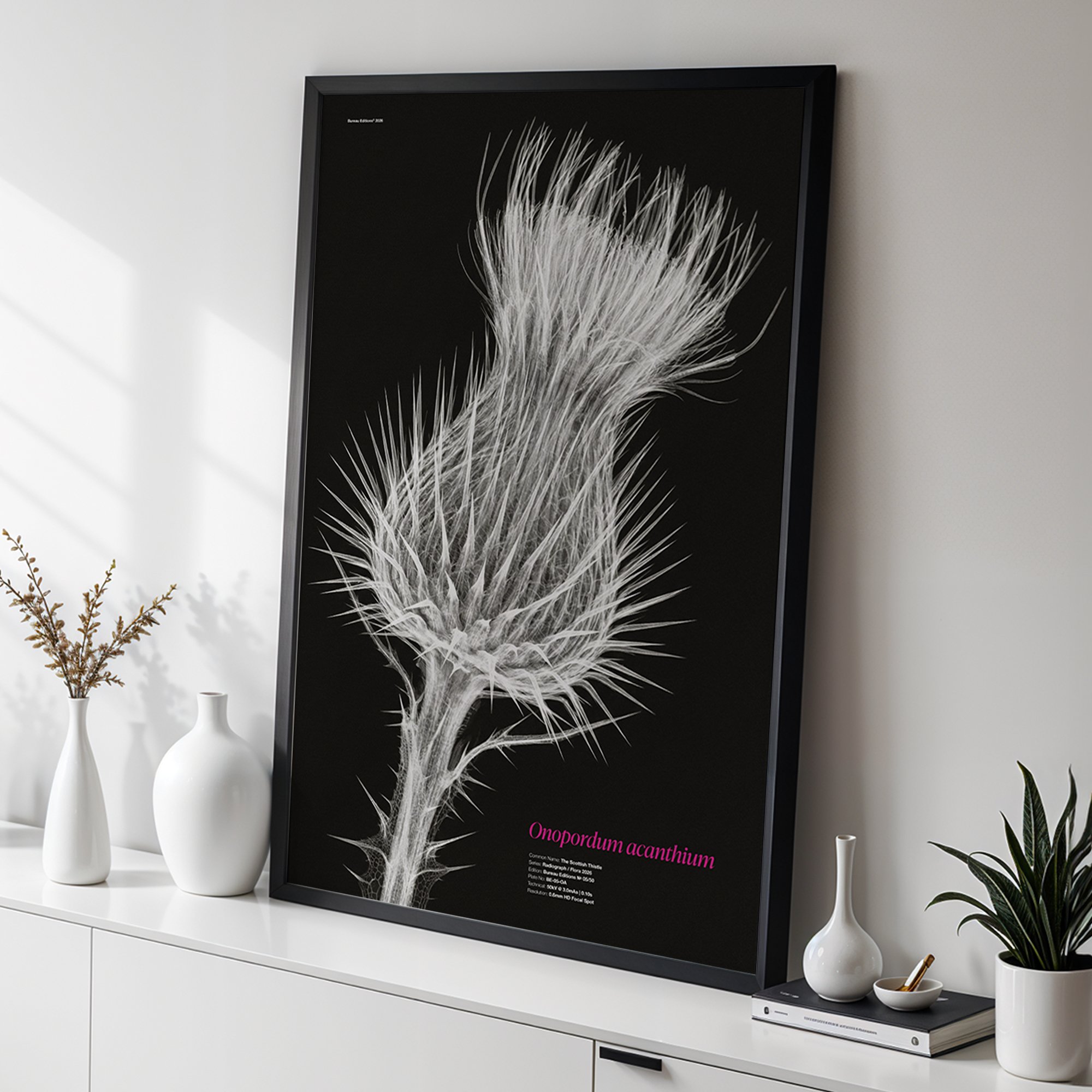 Scottish Thistle — Radiograph Series