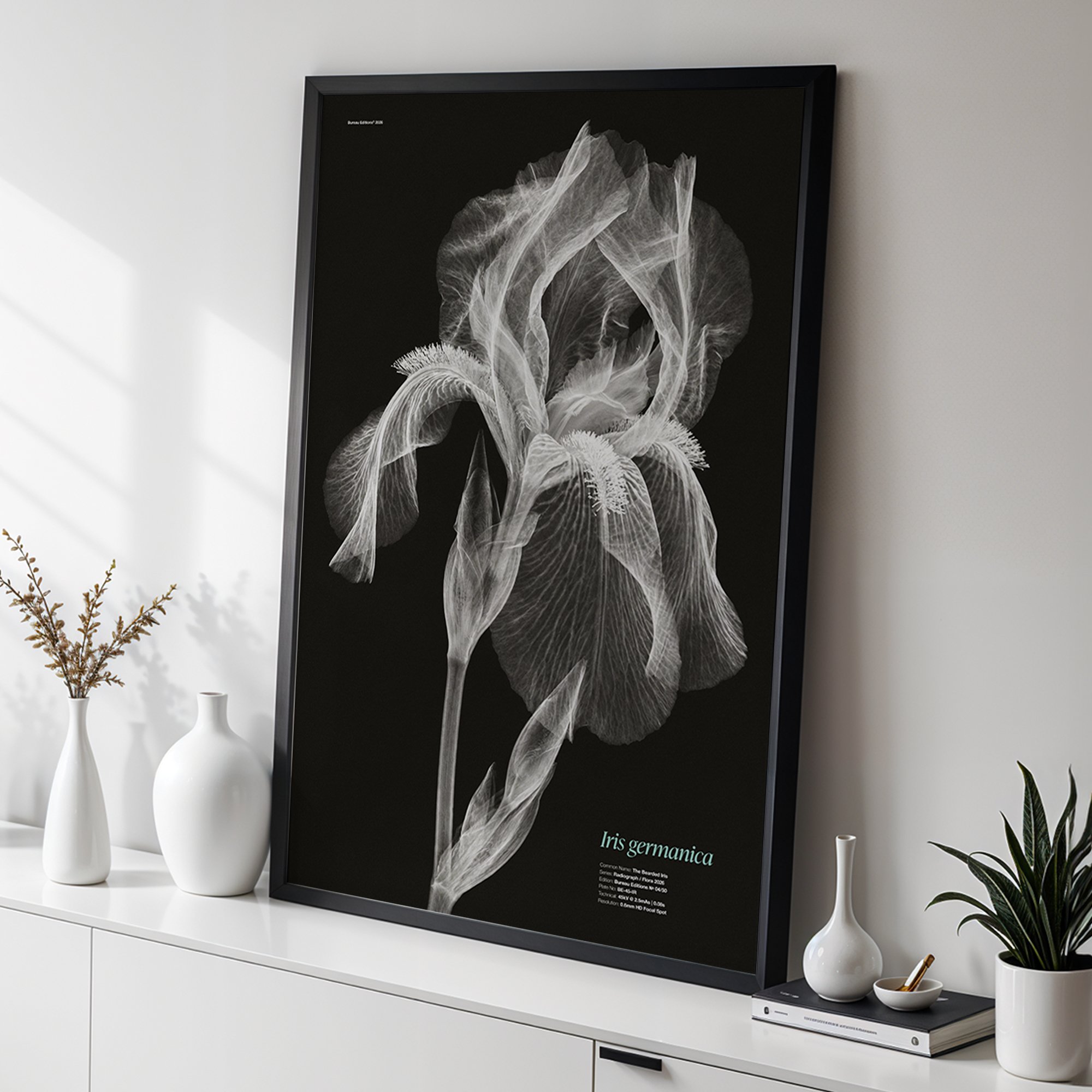 The Bearded Iris — Radiograph Series