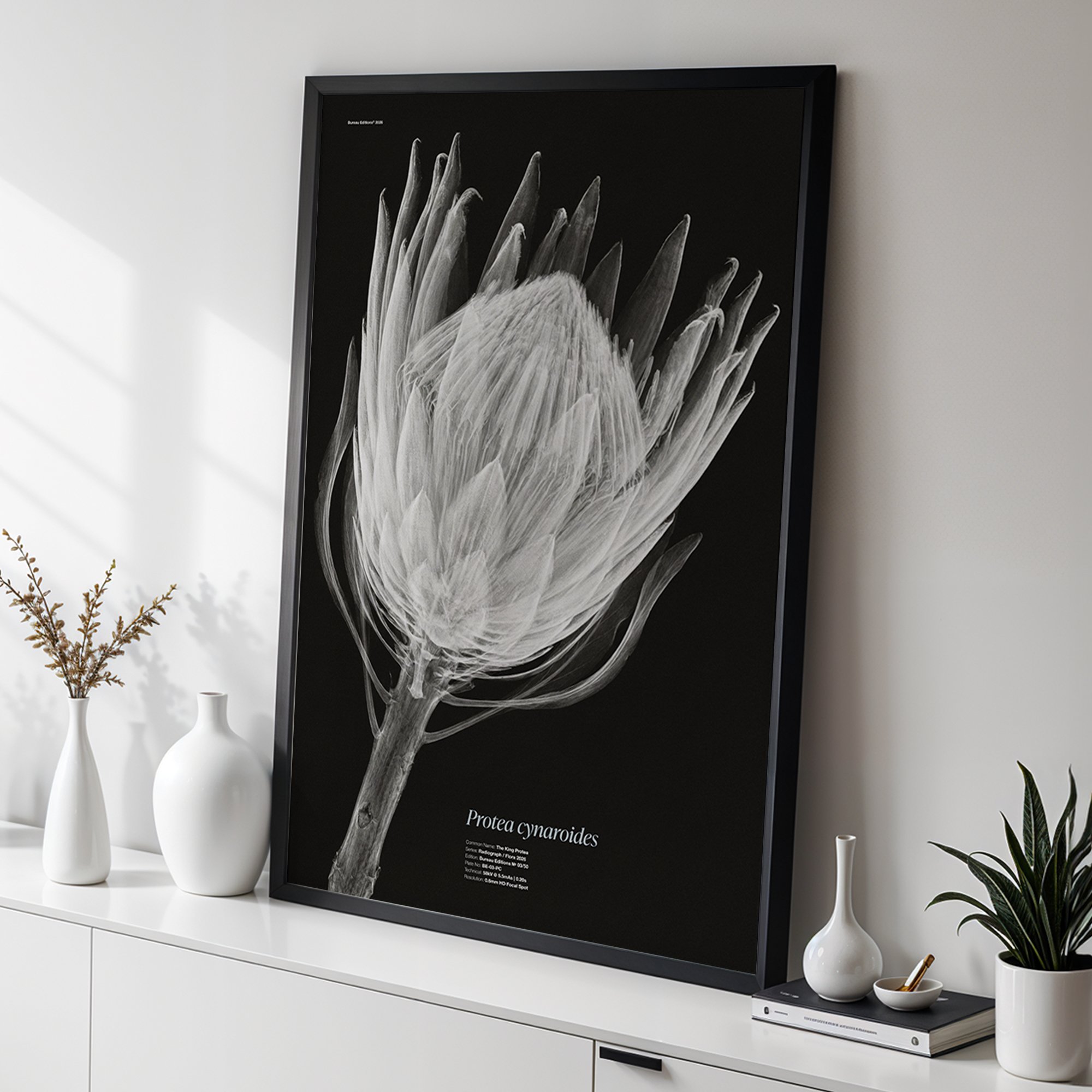 The King Protea — Radiograph Series