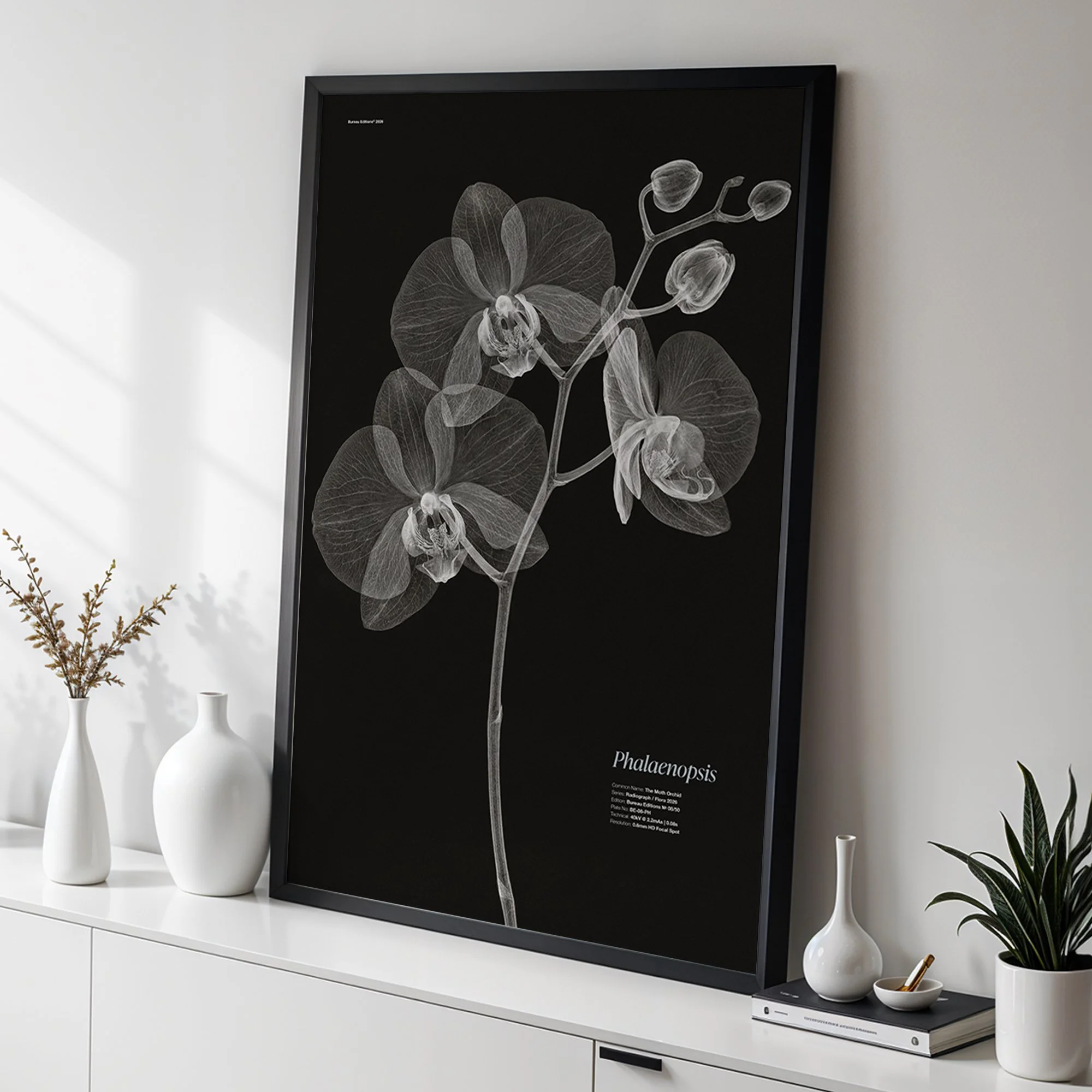 The Moth Orchid — Radiograph Series