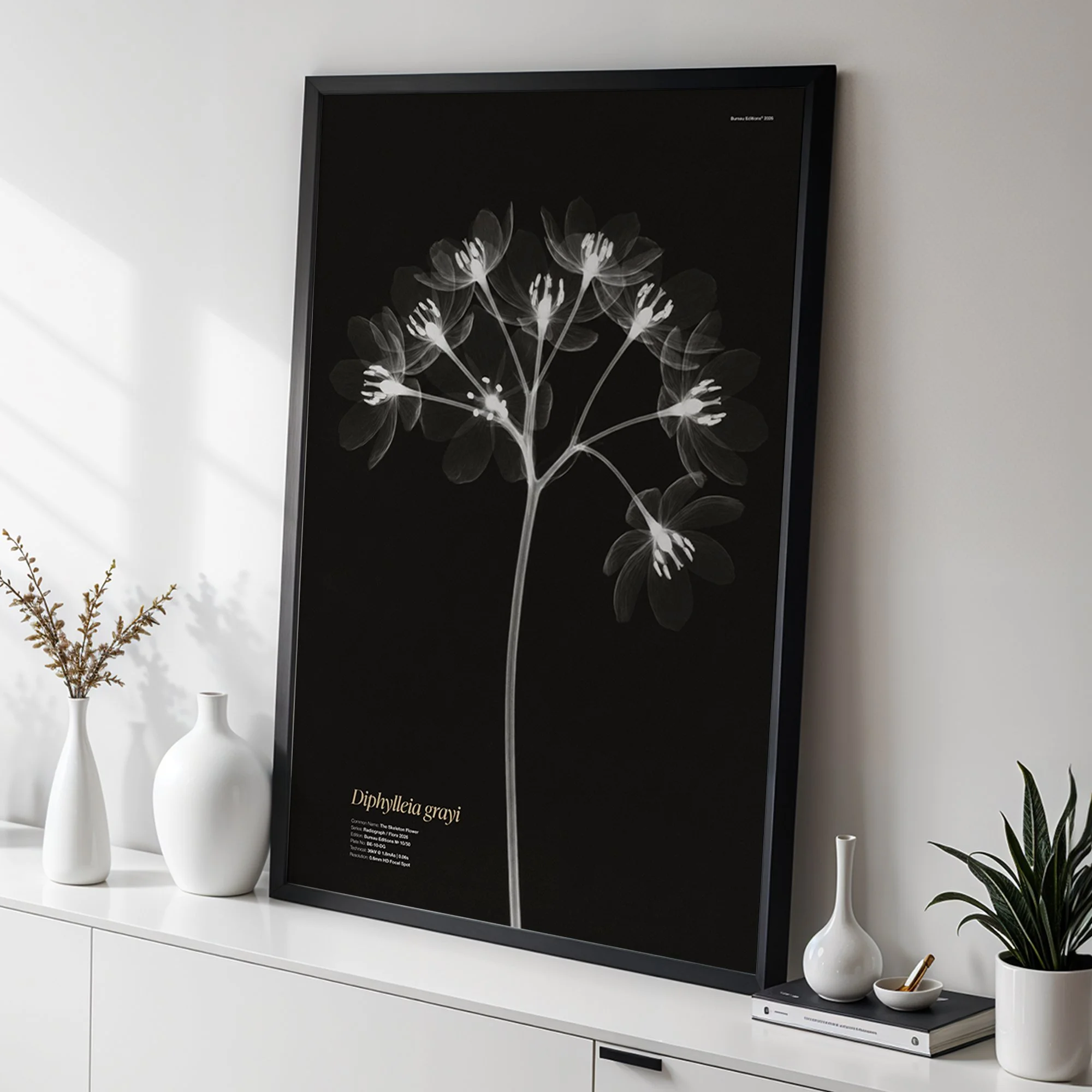 Skeleton Flower — Radiograph Series