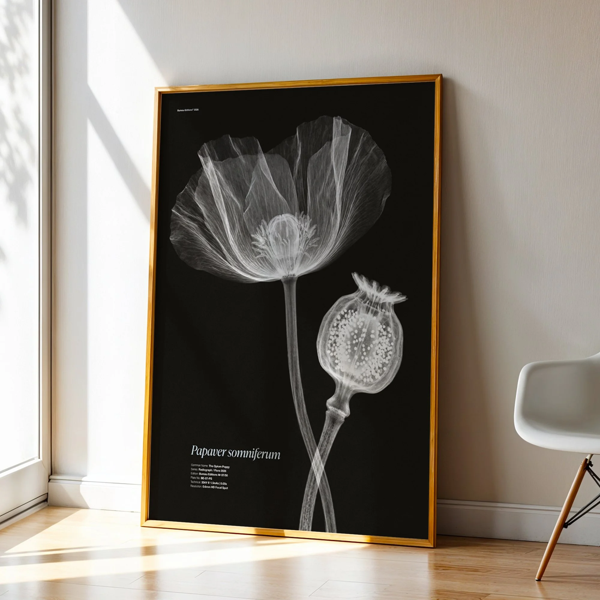 BioDigital_The Opium Poppy_Frame 43.jpg