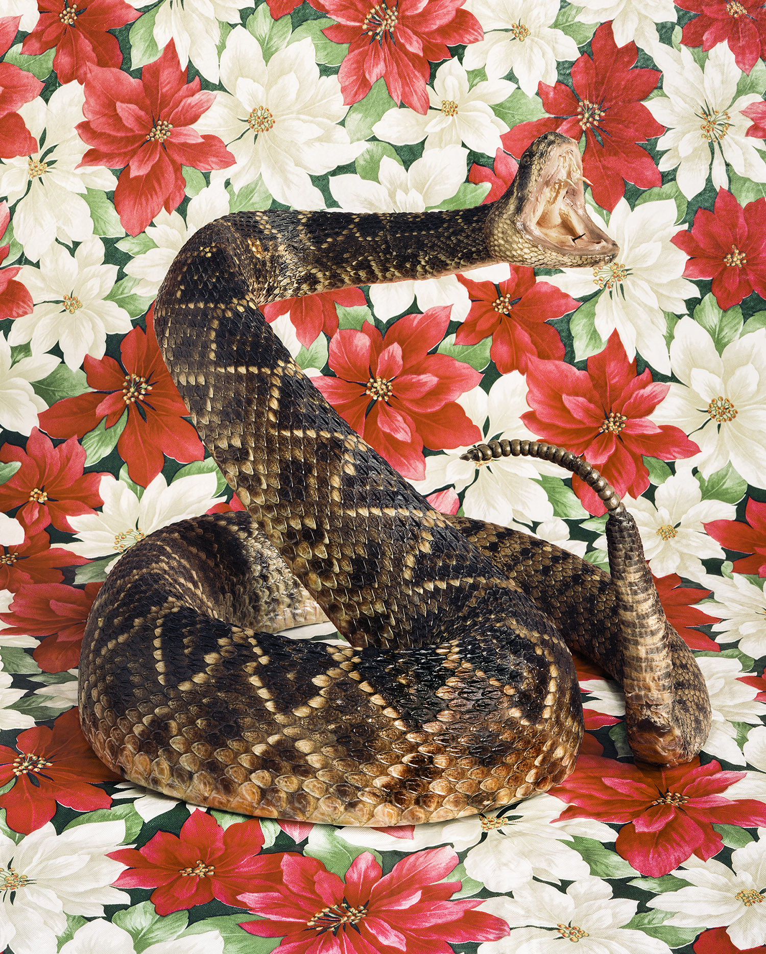 snake2.jpg