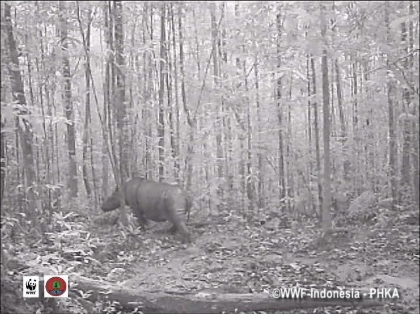 First-ever footage of wild Sumatran Rhino, world population believed to be 300