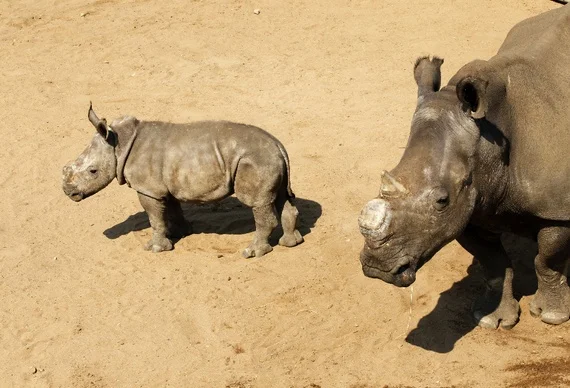 White rhinos await buyers at the annual auction in the Hluhluwe-Imfolozi national park, September 2010. (Mike Hutchings/Reuters)