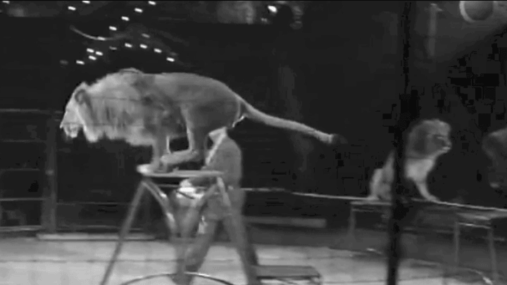 Leões no Silicon Valley