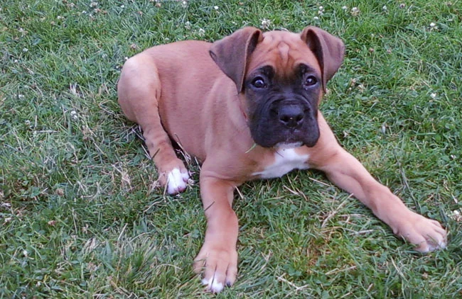 Baby Sando at 7 weeks.jpg