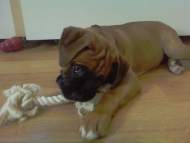 Dog Series 2.jpg