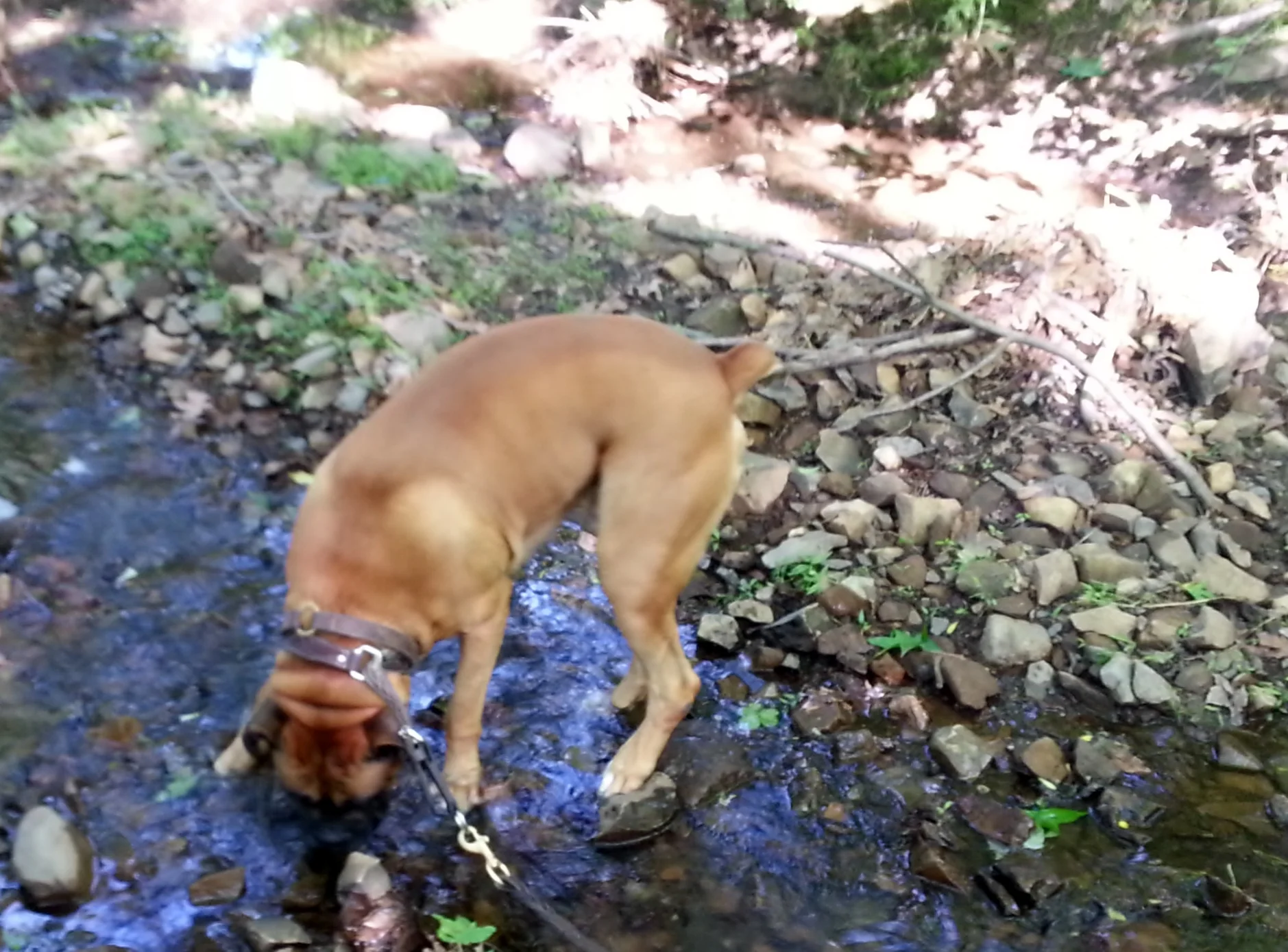 Next in the Dog Series - Relying on Grace…