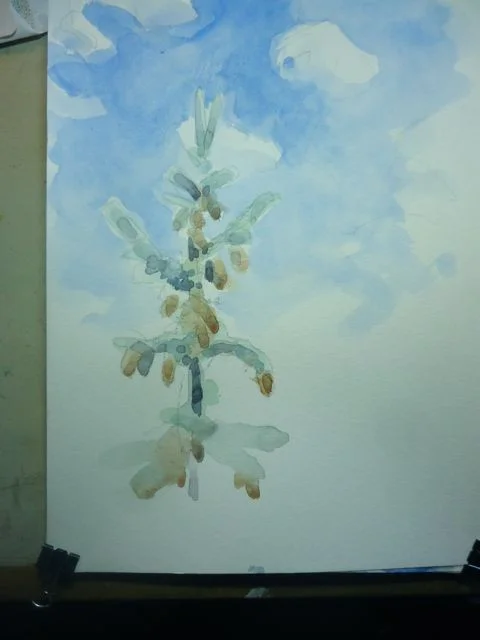 Englemann Spruce sketch. I painted this watercolor on a recent camping trip. As much as i love painting in the studio I love painting outdoors a little bit more.