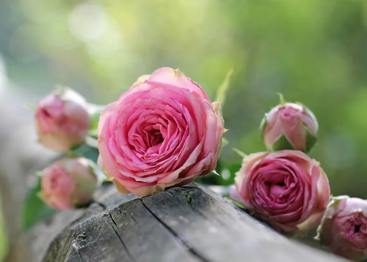 Live Music: Sound of Roses