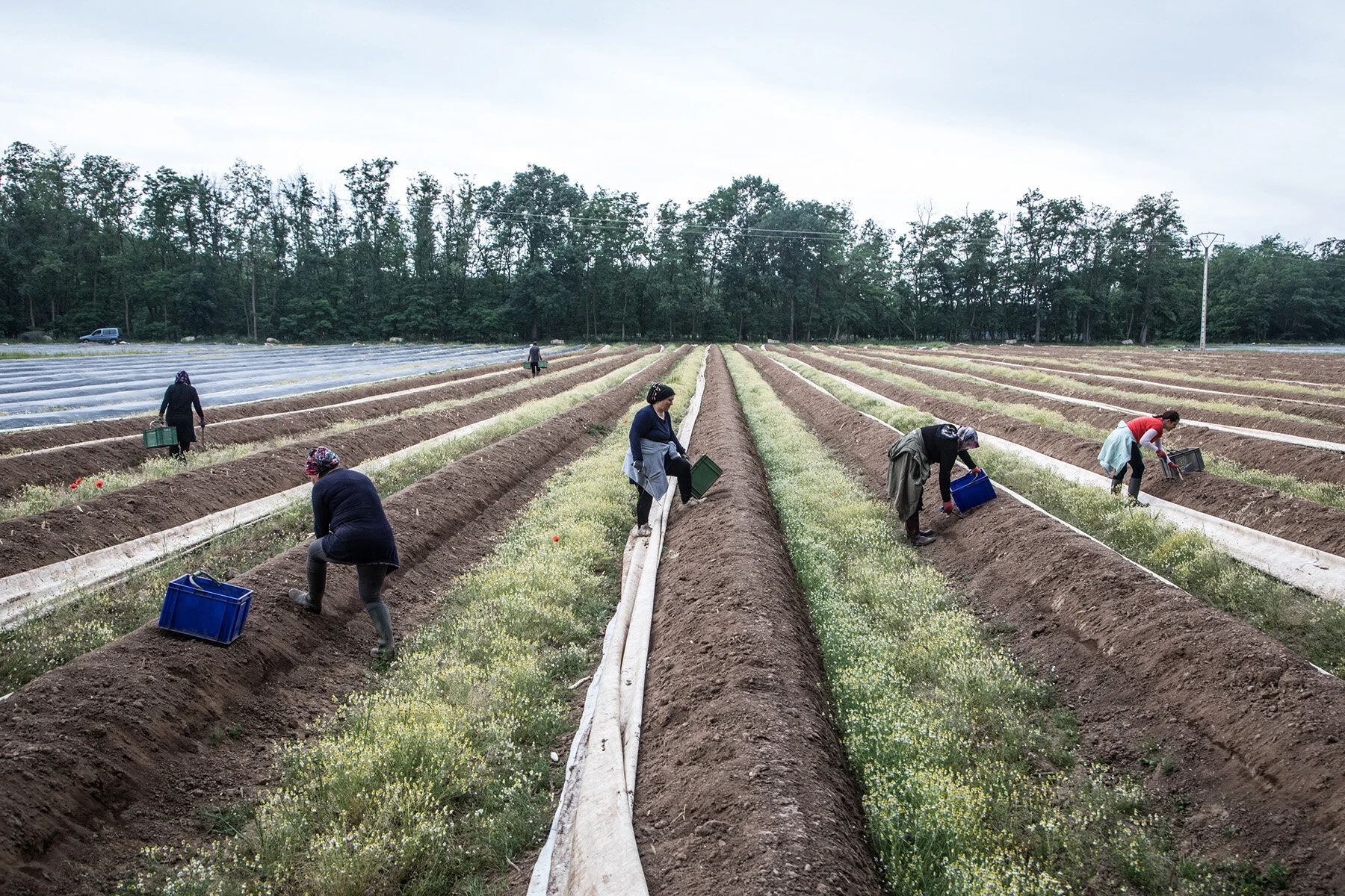  Travailleurs des champs. Récolte des asperges en Alsace. Mai 2020.  