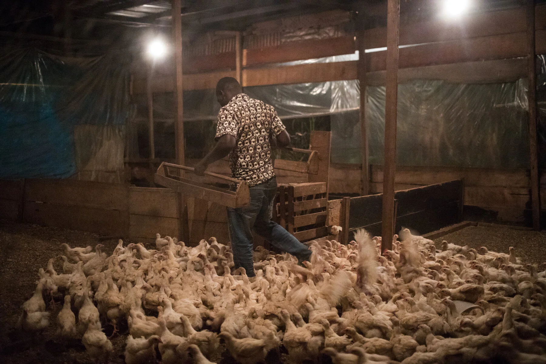  Rodrigue a acheté plus de 300 poussins grâce à ses économies ramenées d’Algérie. Il les élève dans la ferme de sa voisine de quartier. Novembre 2019. Yaoundé.  