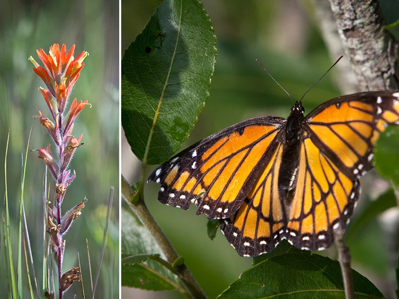 indian-paintbrush-monarch-web.jpg