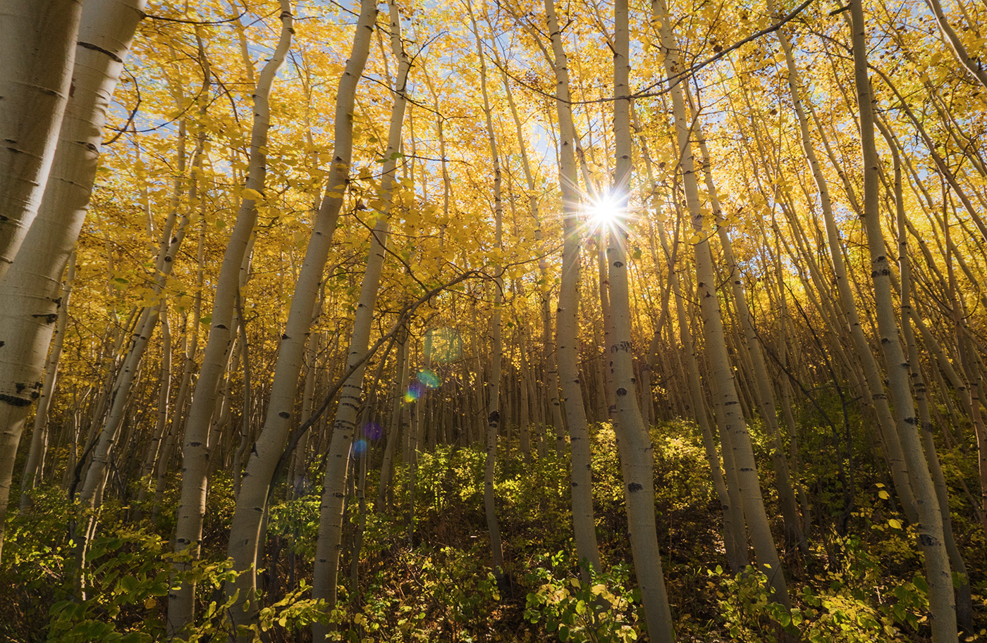 Aspen trees in the San Juan National Forest take on a striking yellow color in early fall.