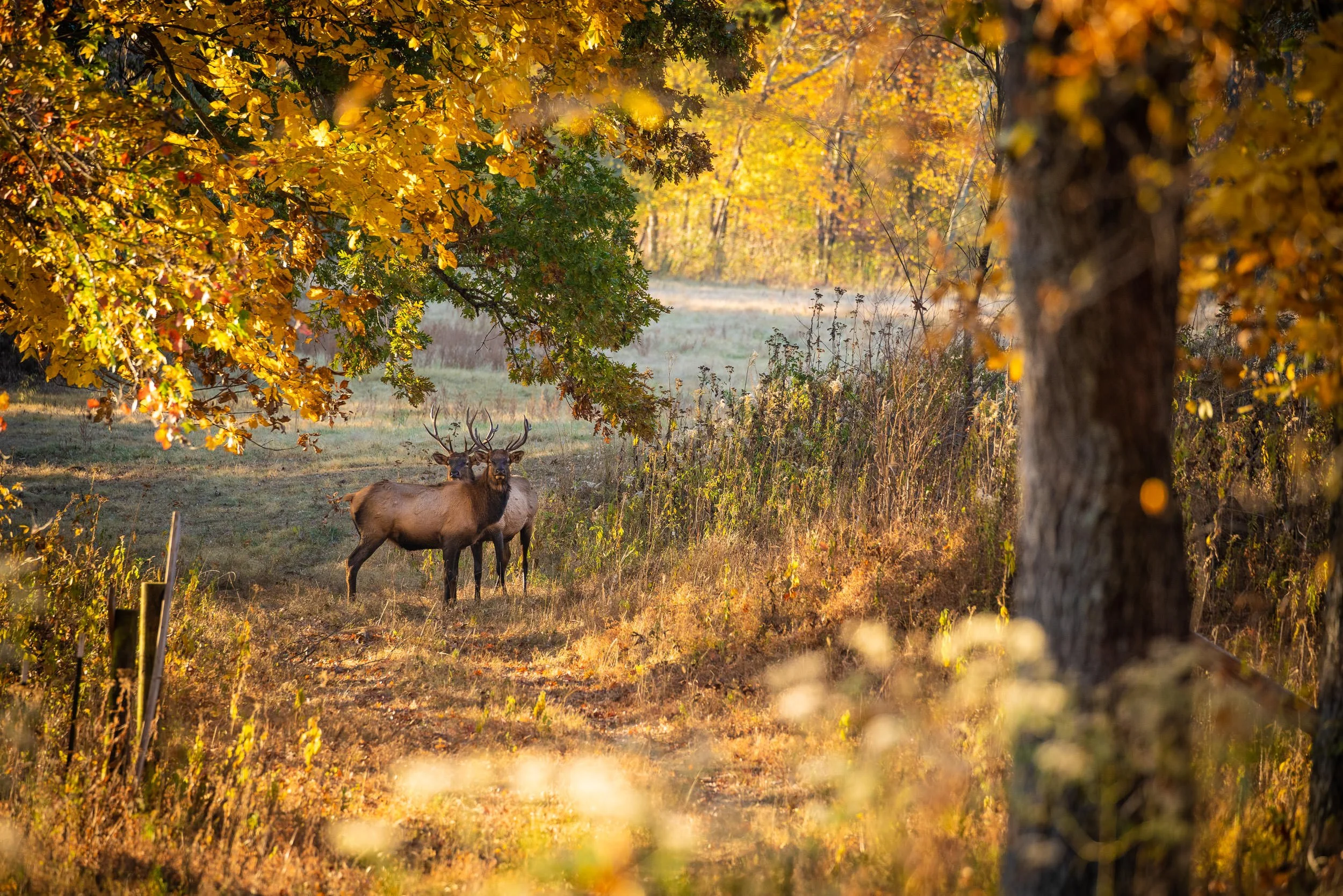 wilkinson-fall-colors-03430.jpg