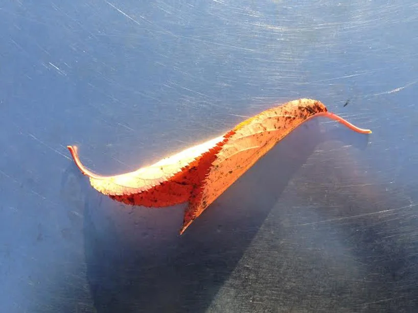 The inspiration for the form of the structure – two leaves = one bird