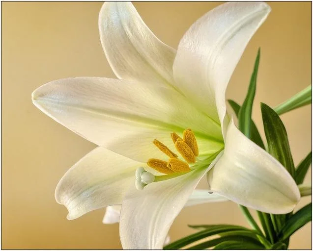 easter_lily_flower_spring.jpg