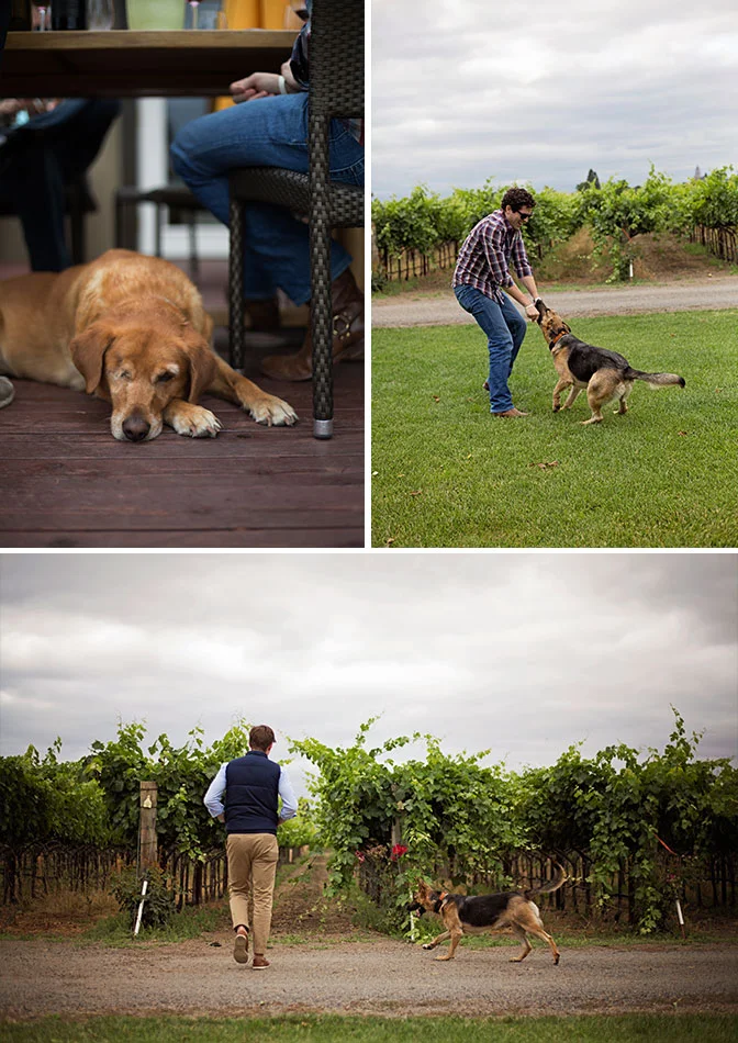 Kristen-LeQuire-Photography-Fortunati-Vineyards-Napa-Valley-CA-Dog-Friendly.jpg