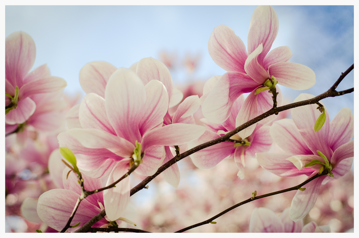 Magnolia Dream 1 © Rima Berzin