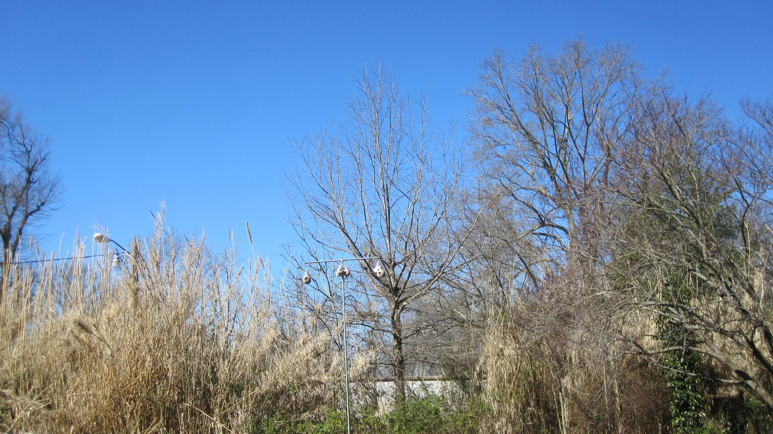 Early Spring in Mississippi--Photo by OHE