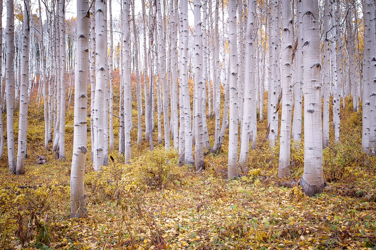 Aspens 2