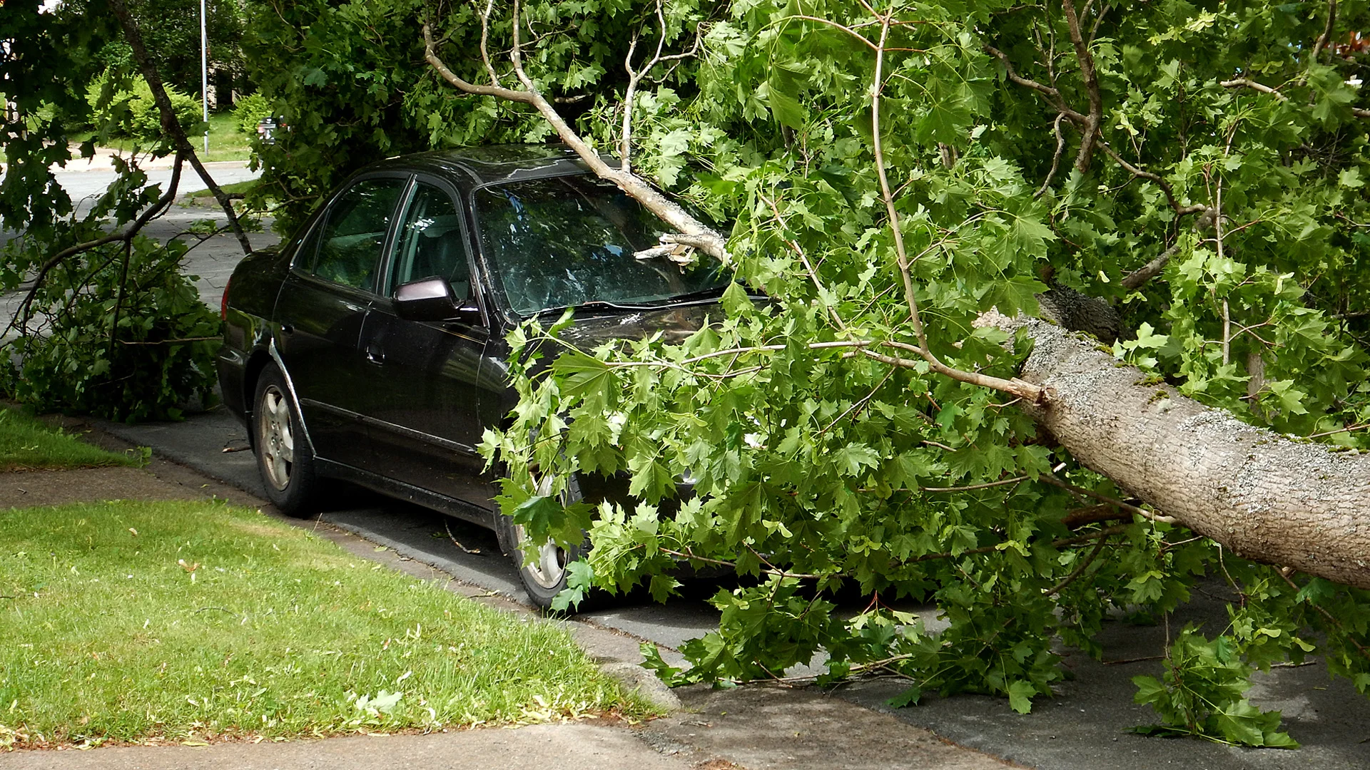 Halifax, NS - Post Tropical Storm Arthur tore through parts of Nova Scotia on July 5, 2014, leaving downed trees throughout Halifax.