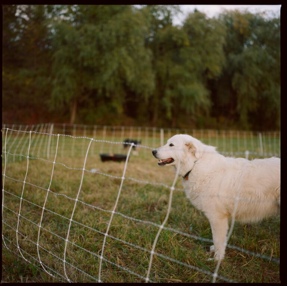 Photo by Holly Carlisle