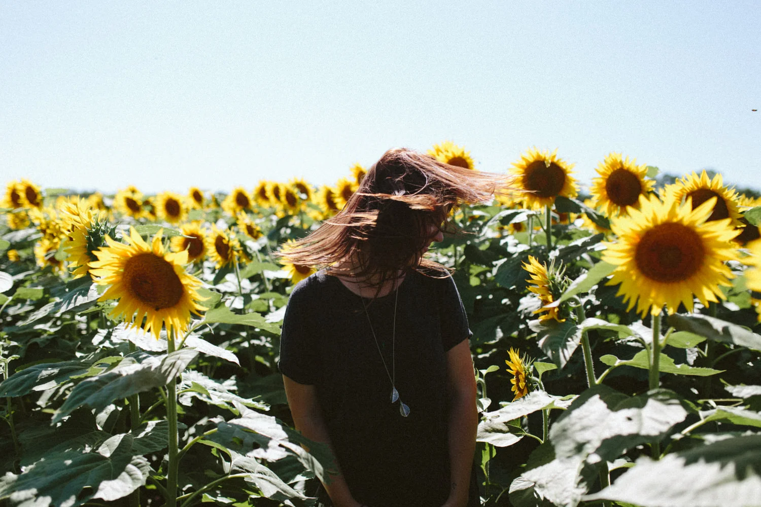 Grinters Sunflowers, Lawrence KS Portraits Casie — Ali Happer