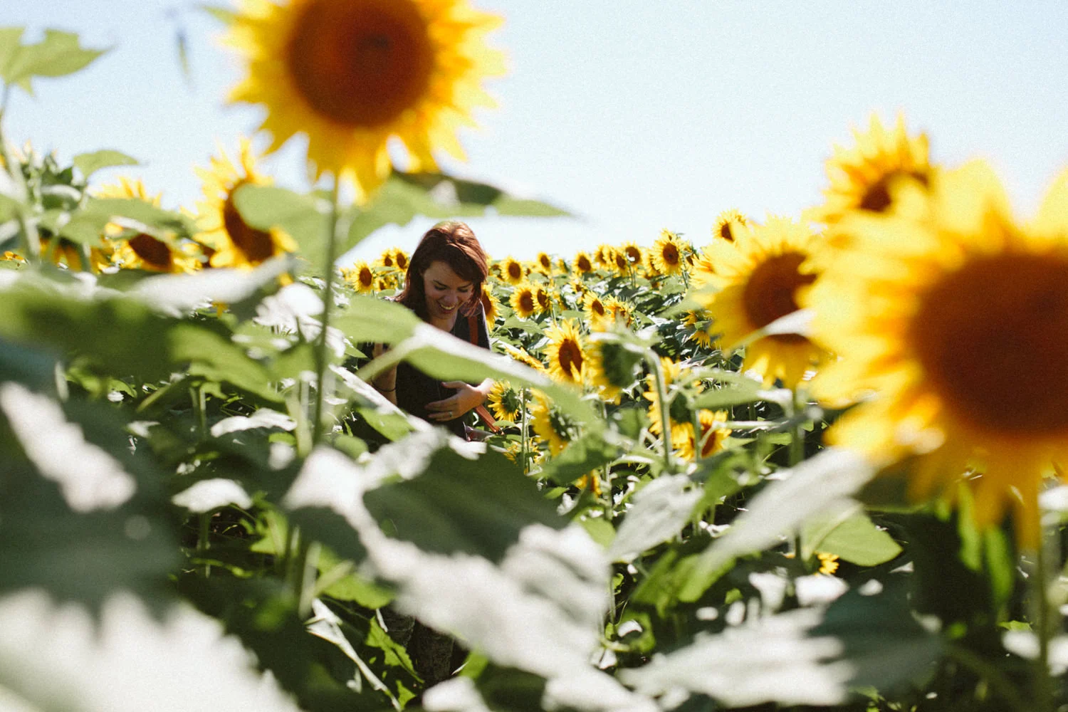 Grinters Sunflowers, Lawrence KS Portraits Casie — Ali Happer