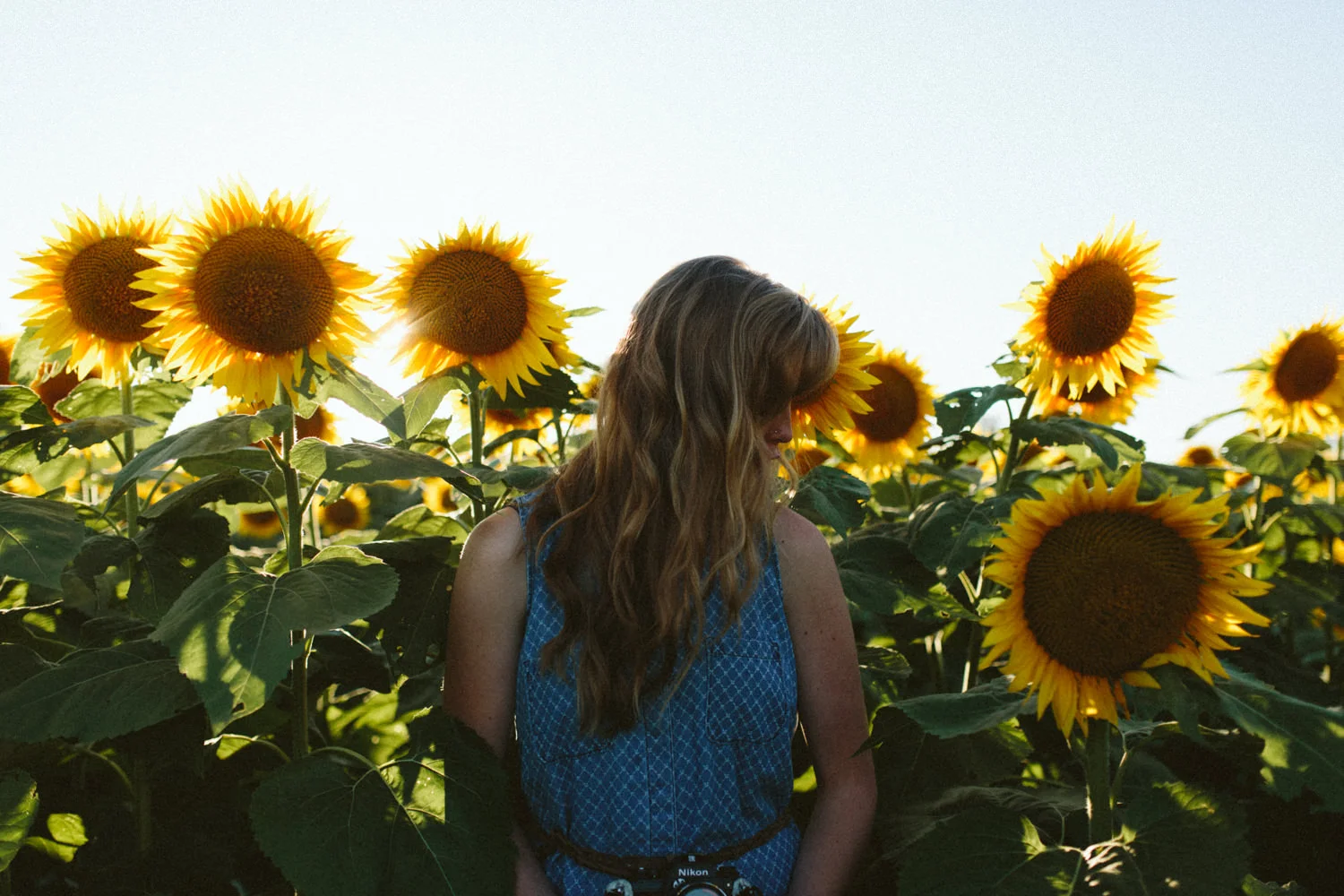 Grinters Sunflowers, Lawrence KS Portraits Casie — Ali Happer