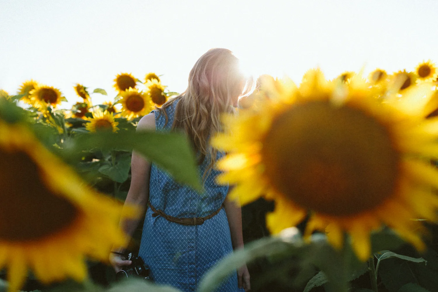 Grinters Sunflowers, Lawrence KS Portraits Casie — Ali Happer