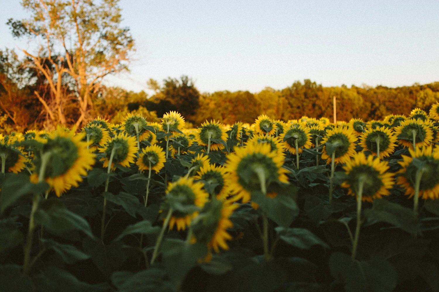 Grinters Sunflowers, Lawrence KS Portraits Casie — Ali Happer