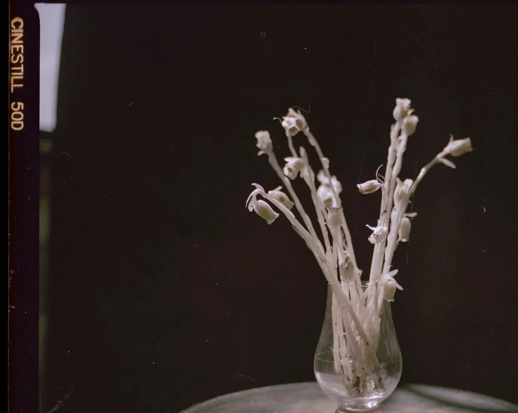 ghostpipes_03.jpg