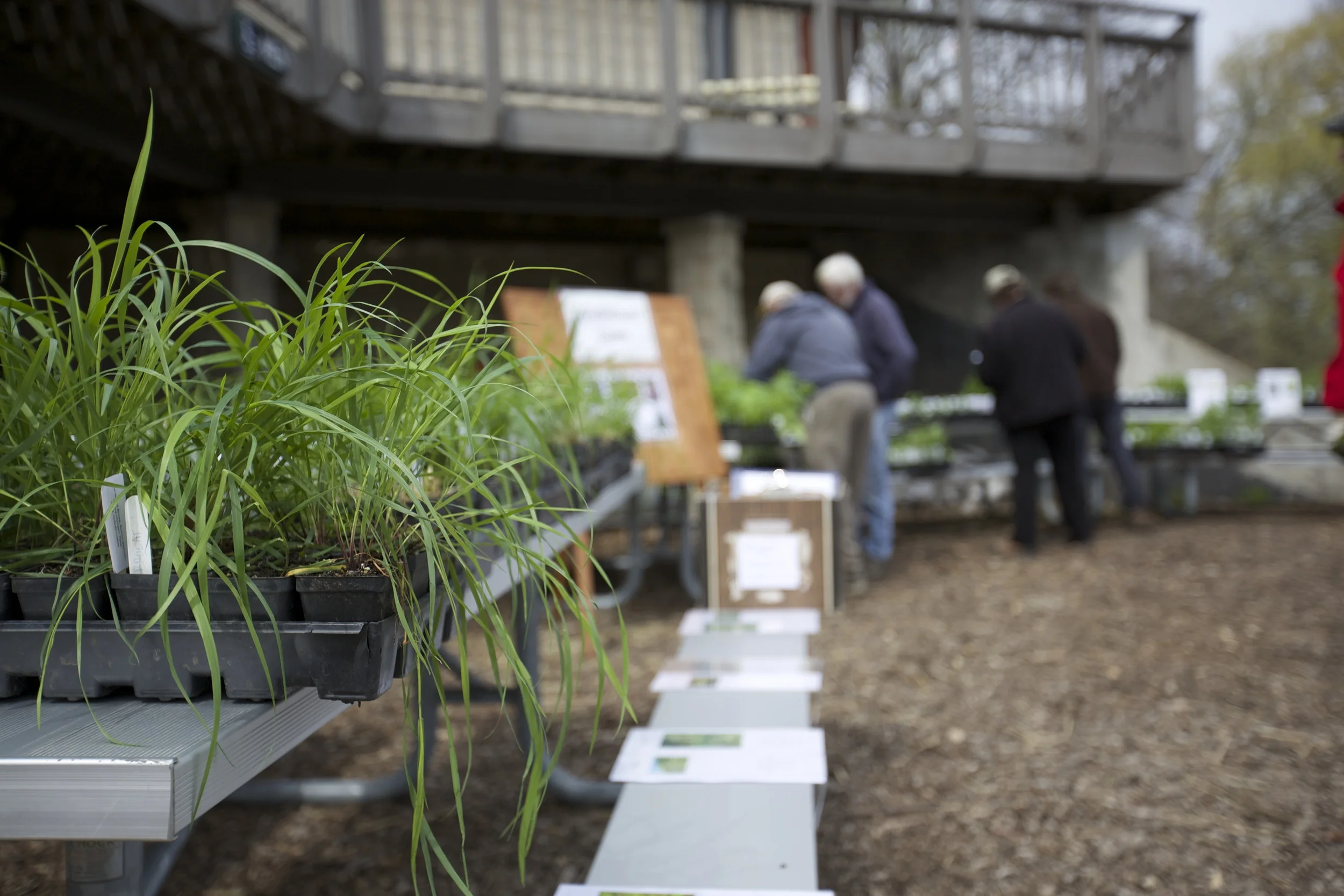 Buying plants on Earth Day is a great way to celebrate 