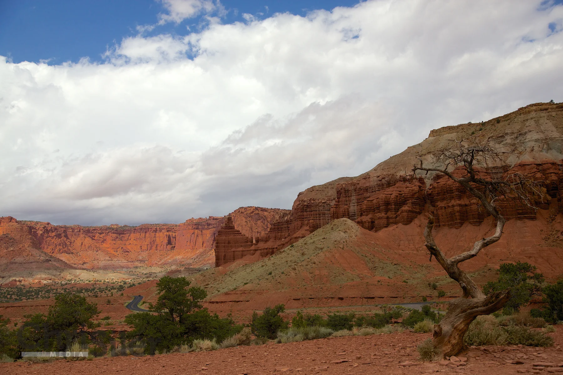 Dead Tree in Capitol Reef