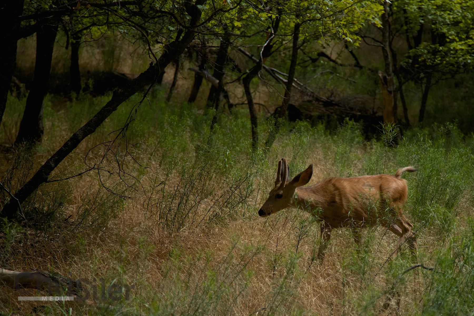 Deer at Zion