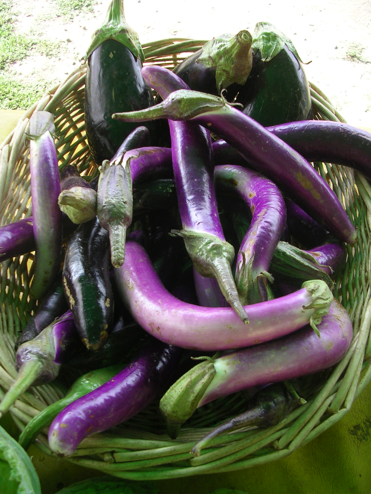 Eggplant