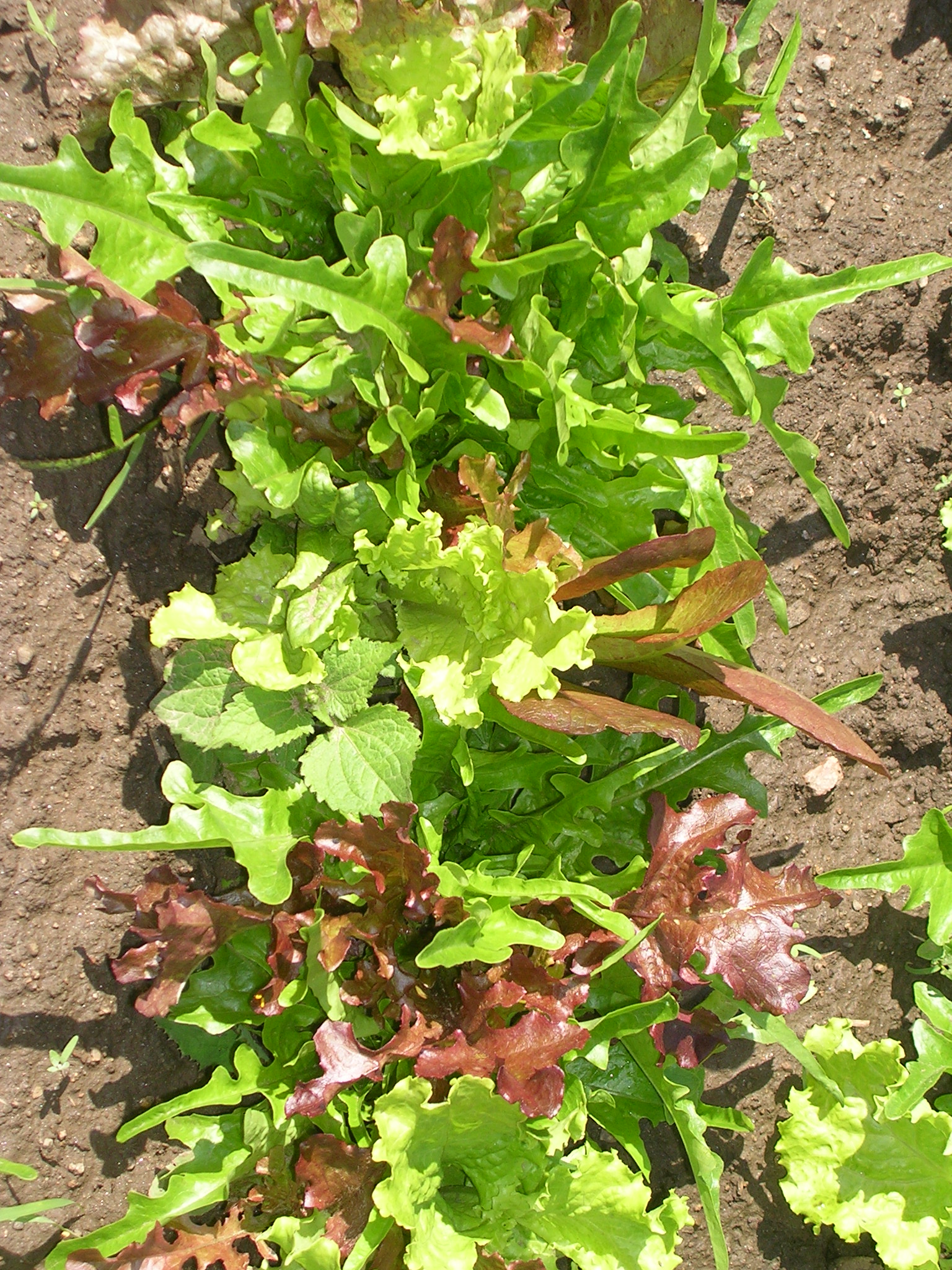 Salad Mix