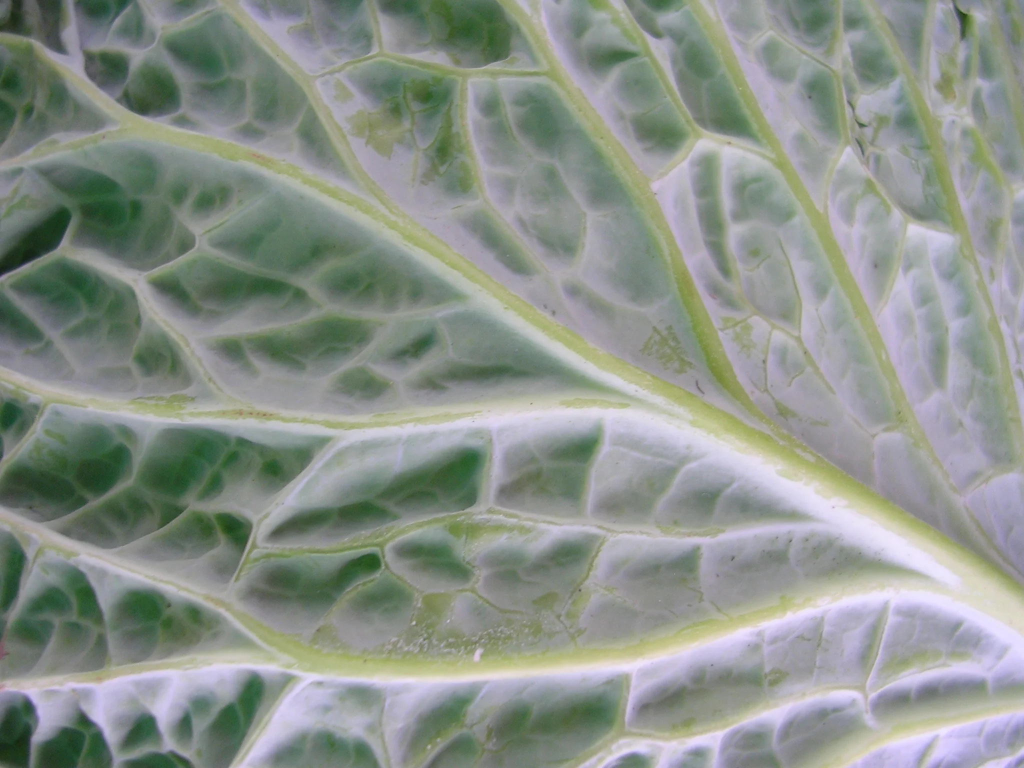 Cabbage