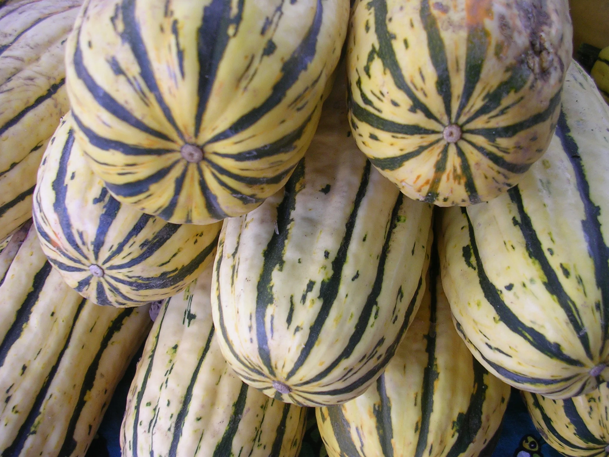 Delicata Squash