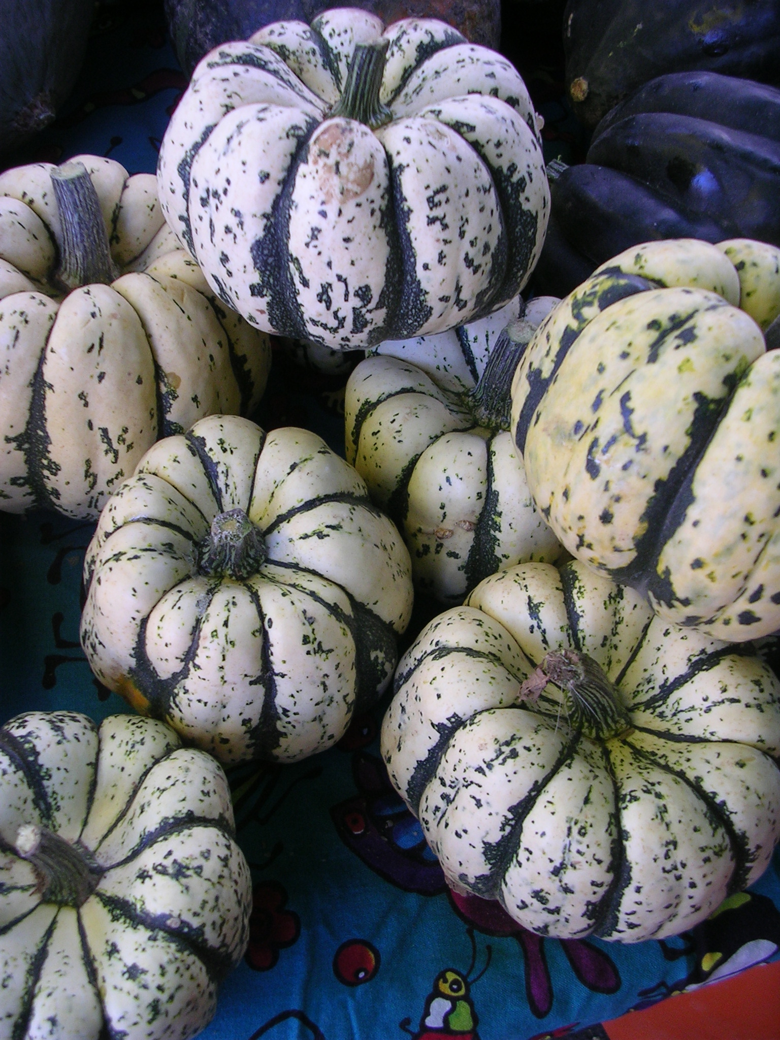 Sweet Dumpling Squash