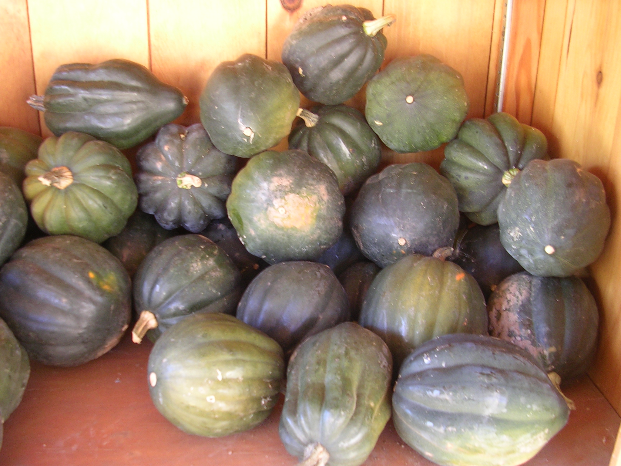 Acorn Squash