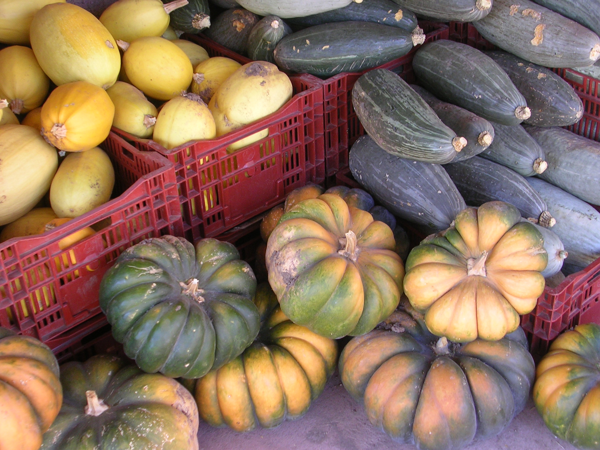 Winter Squash