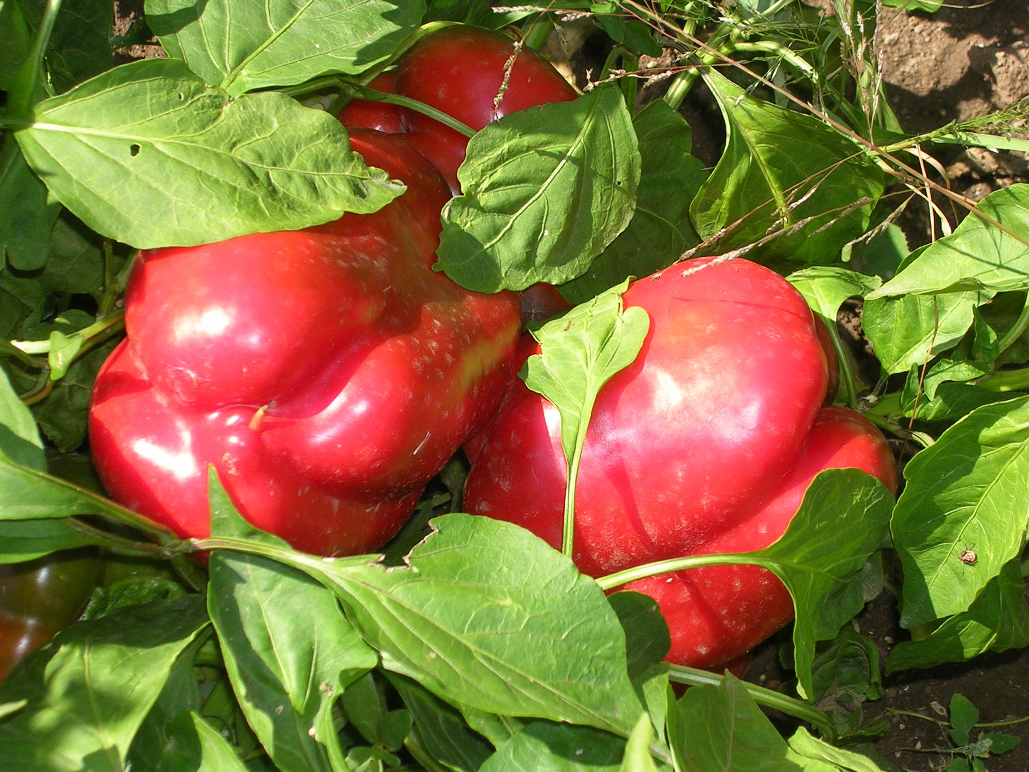 Red Peppers