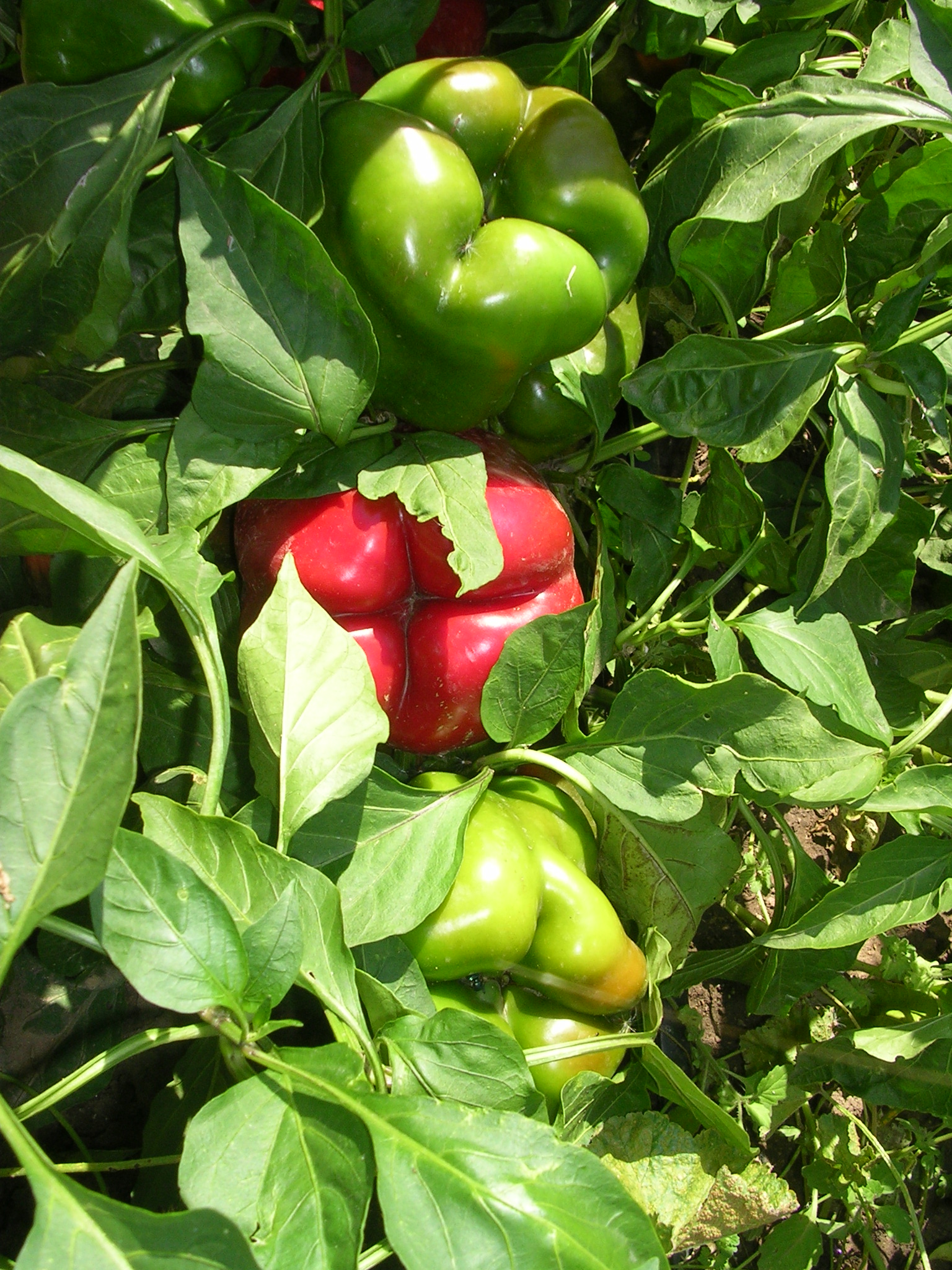 Bell Peppers