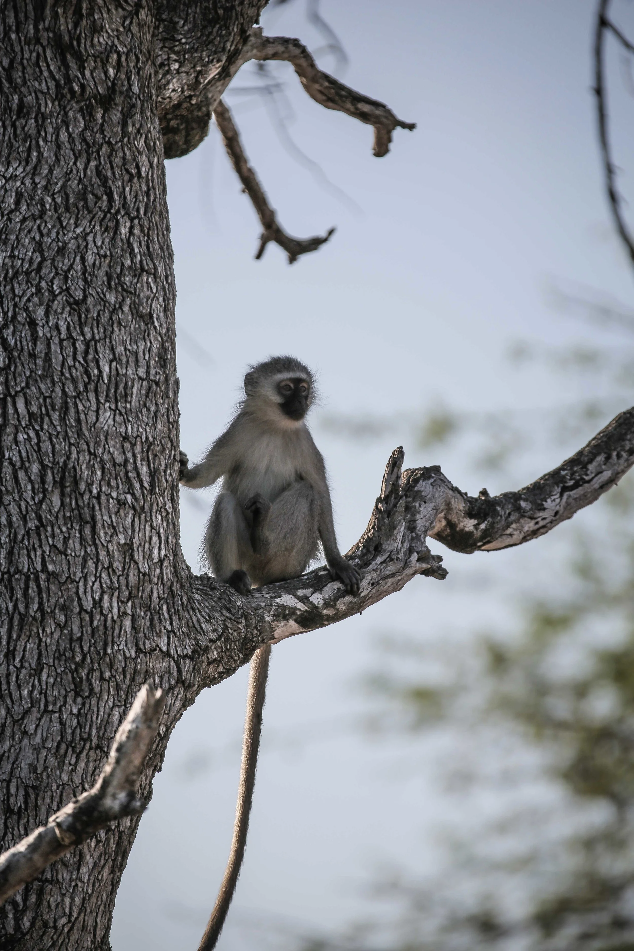 Monkey-Tree.jpg