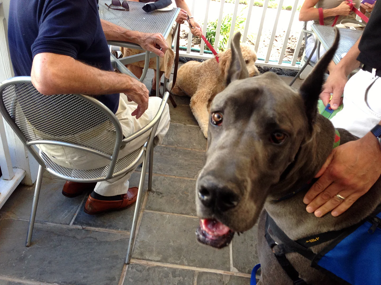 Bring Your Dog to Dinner, Sunday August 24