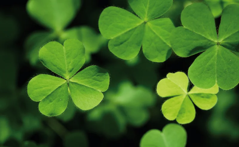 St. Patrick’s Day Special Menu