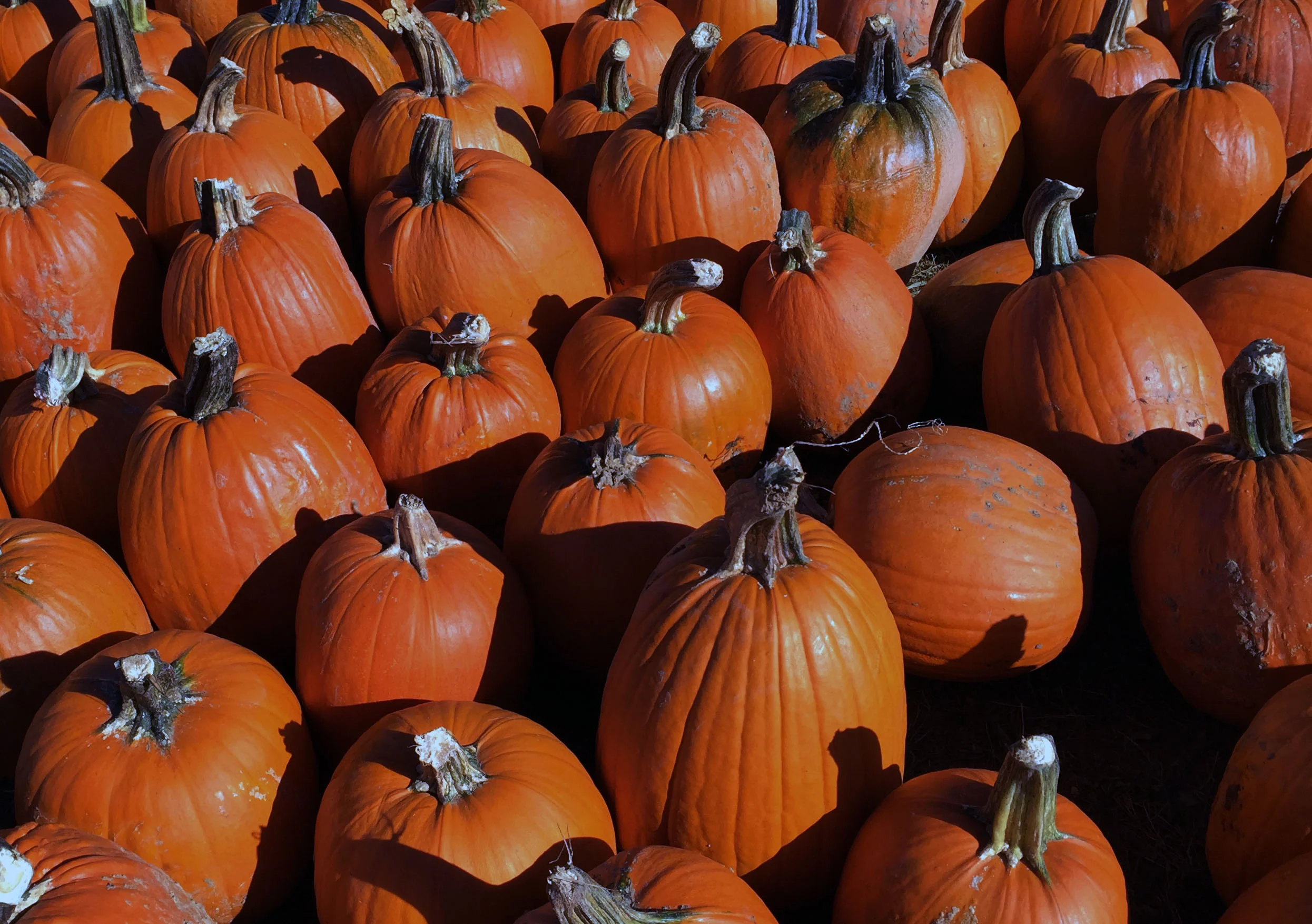 Pumpkin Week October 28–November 3